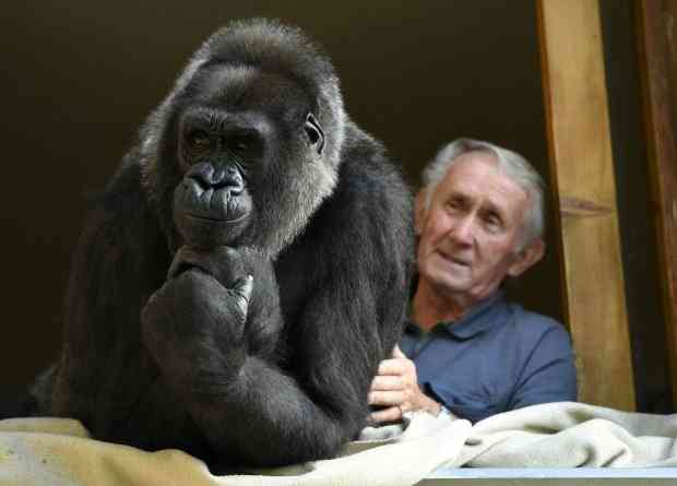 Ерлі-зайыпты горилла асырап, онымен 18 жыл бірге тұрып келеді