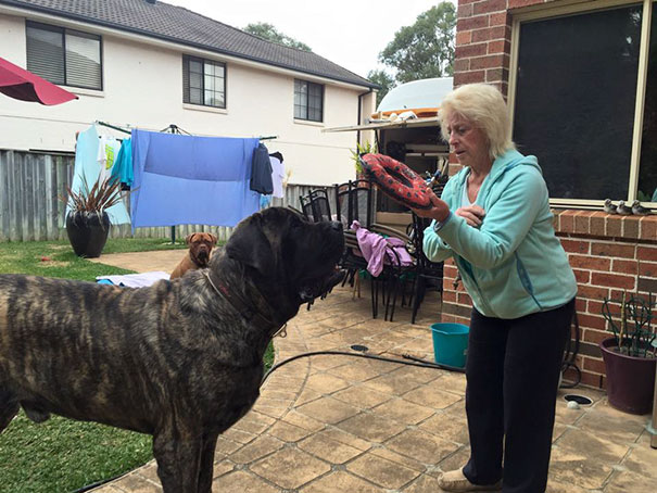 biggest-dog-crushes-owner-mastiff-australia-2