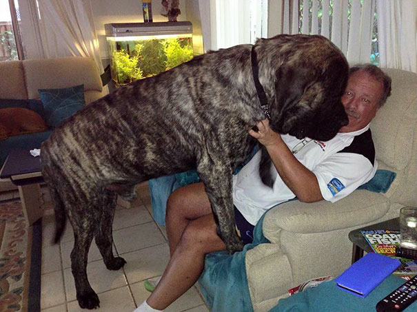 biggest-dog-crushes-owner-mastiff-australia-9