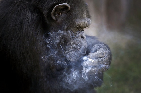 Күніне бір қорап шылым шегетін шимпанзе ғаламторды шулатты