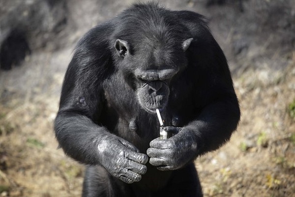 Күніне бір қорап шылым шегетін шимпанзе ғаламторды шулатты