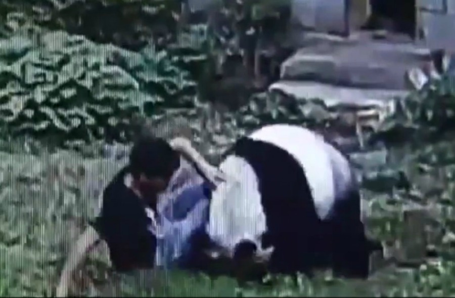 панда напал
