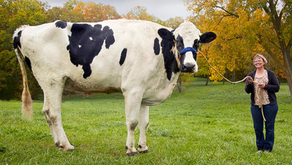 11-Blossom-The-Worlds-Tallest-Cow