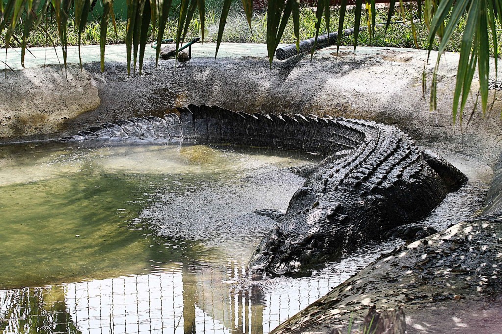 14-Lolong-The-Worlds-Largest-Crocodile