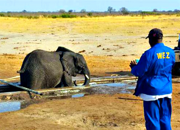161028-elephant-rescue-zimbabwe-vin_640x360_798279235863