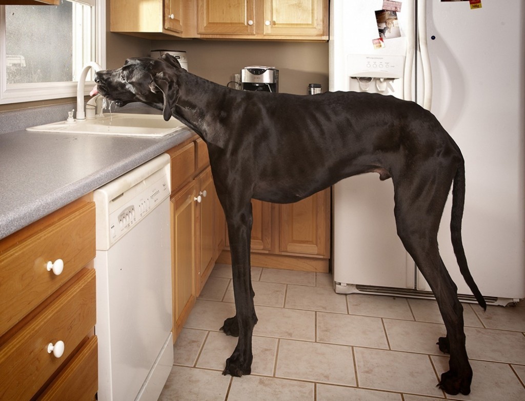 2-worlds-tallest-dog