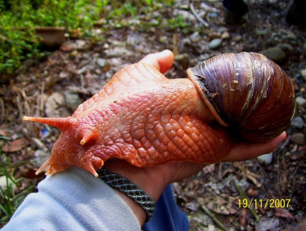 3-African-Giant-Snail