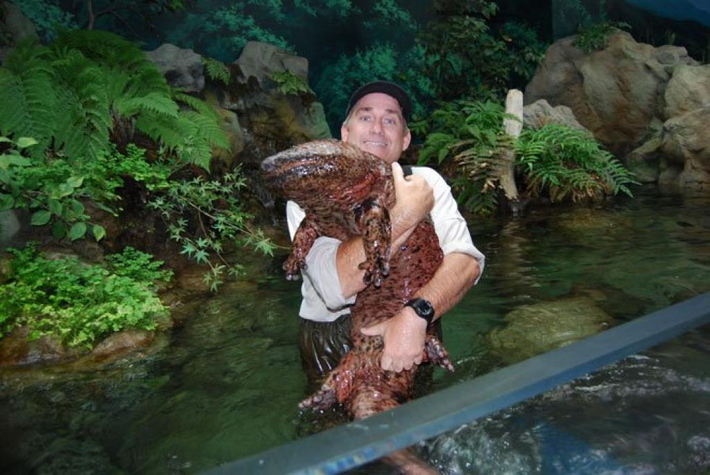 5-Giant-Salamander