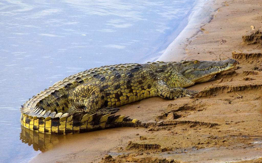 Как-выглядит-крокодил-фото