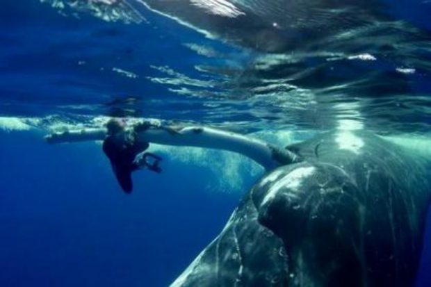 Әйелді акуладан құтқарған кит видеоға түсіп қалды