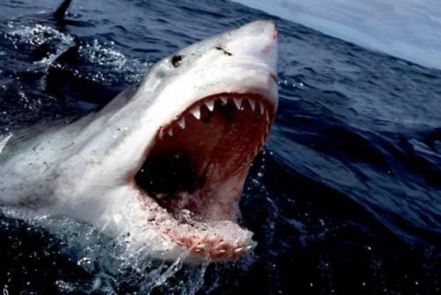 Қауіпті акула бөгеттен өтіп кетіп, 4 жасар қызға қарай секірді (видео)
