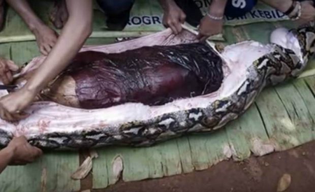 Индонезия тұрғындары 8 метрлік жыланның ішінен 54 жастағы әйелдің денесін шығарды (видео)