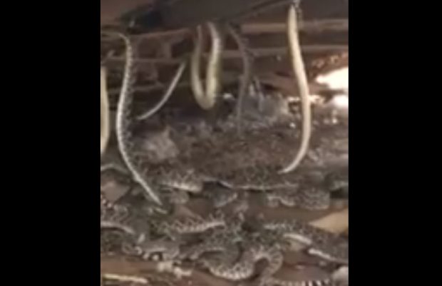 Қорасының астында өріп жүрген улы жыландарды көрген ер адамның зәре-құты қалмады (видео)